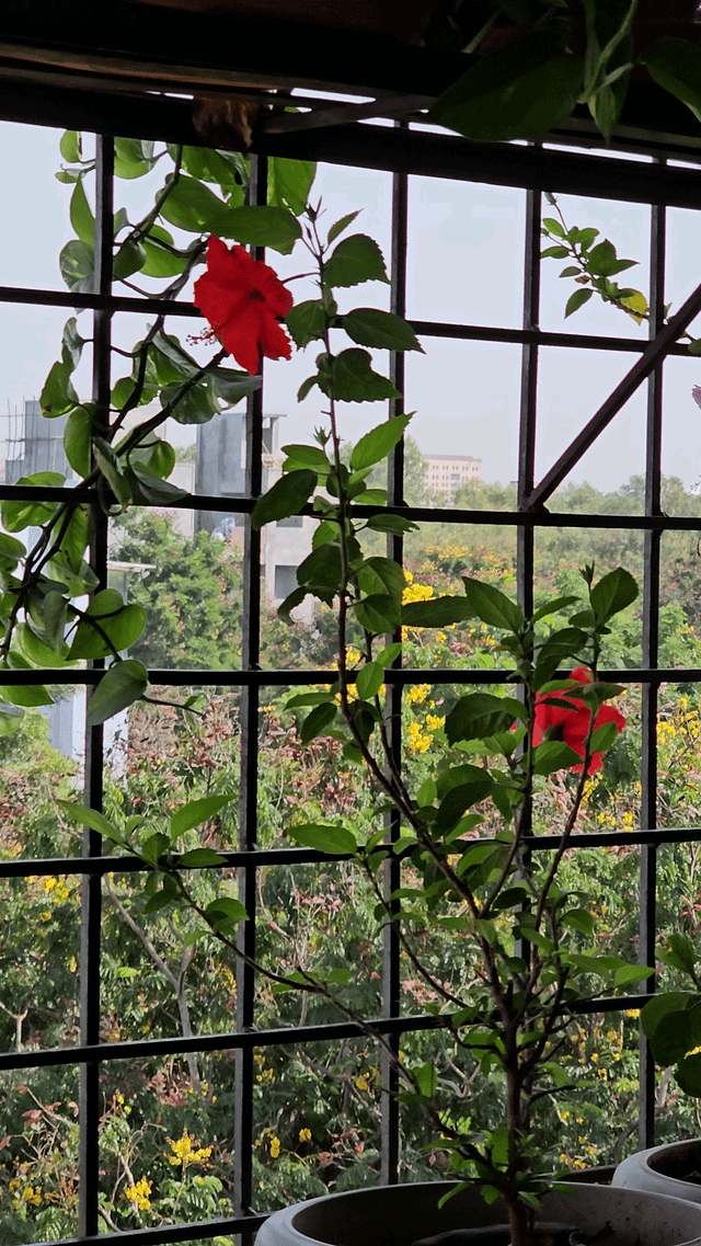 Sunbird visiting. – Reddit Post