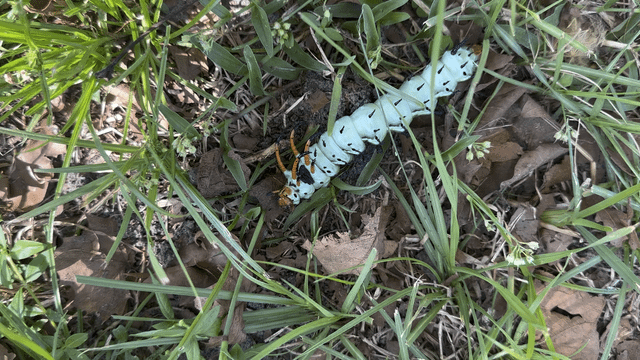 Unknown Creature/Florida – Reddit Post