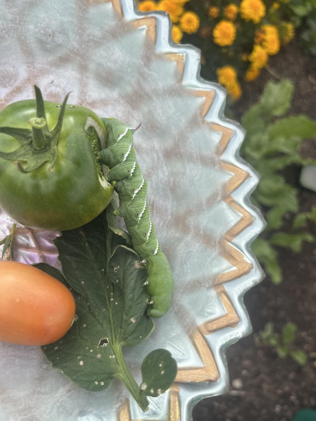 Look at this huge tomato worm! – Reddit Post