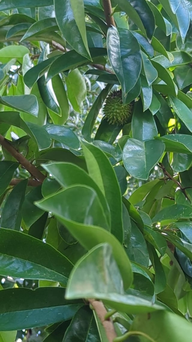 After 6 years of trying to get my tree to fruit I finally got my first Soursop! – Reddit Post