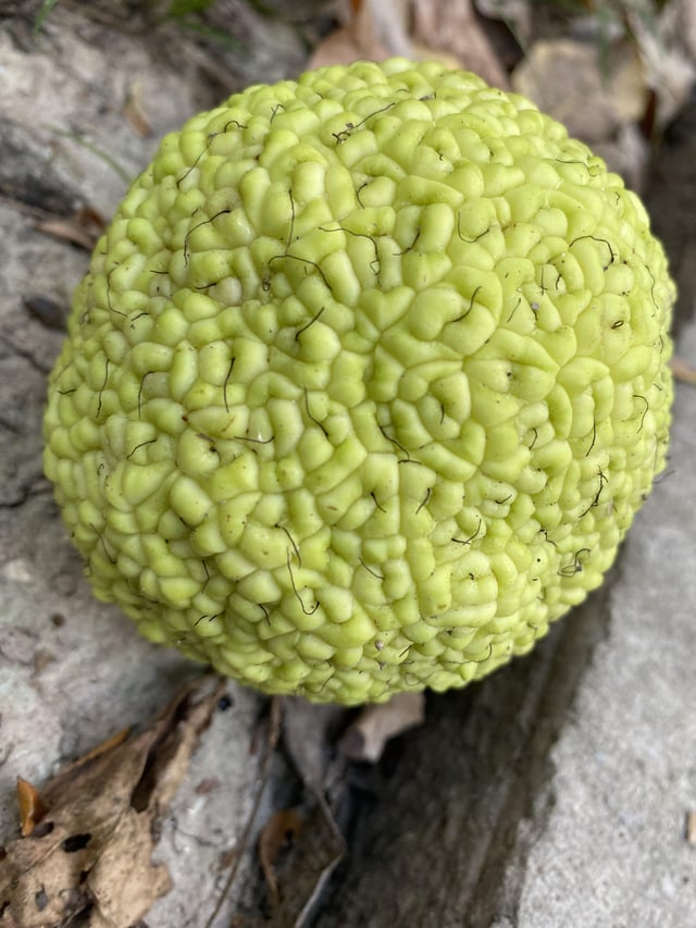 What fruit is this? I live in north Dallas area. There are a bunch on this trees branches and some have fallen to the ground – Reddit Post