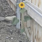 Zero effort sunflower… – Reddit Post