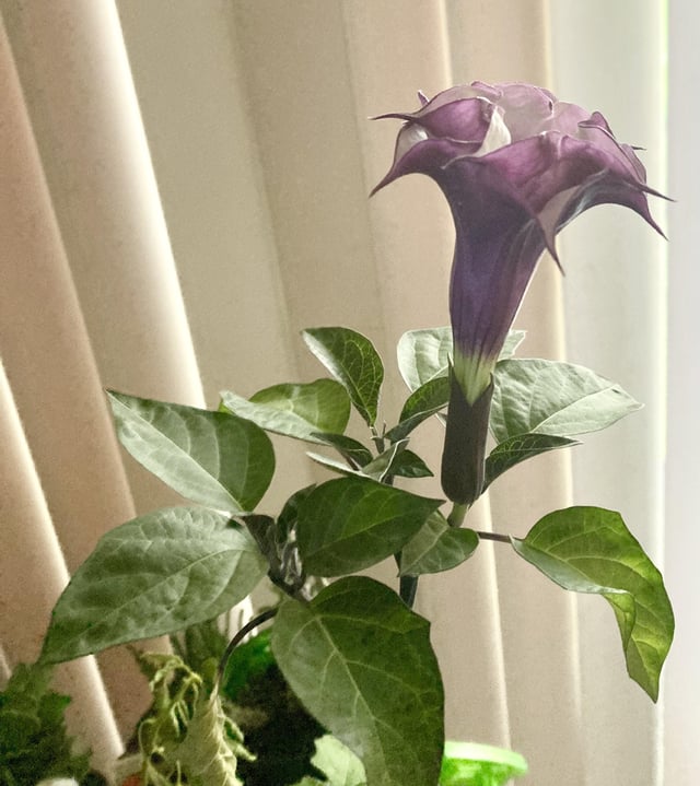 A mini datura – Reddit Post