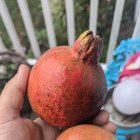 Pomegranates in MD always amaze me. – Reddit Post