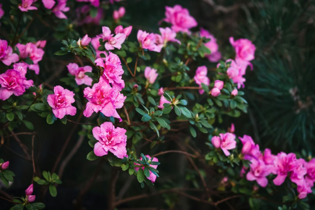 Blooming pink azalea bush in spring