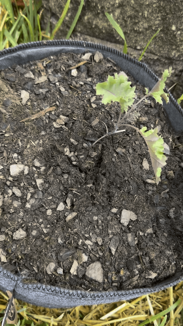 Grow Bag Surprise? – Reddit Post