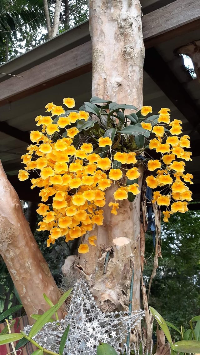 Mum’s Orchards – Reddit Post