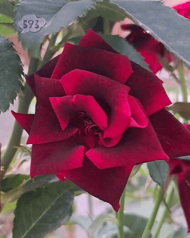 Autumn rose – Reddit Post