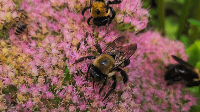 💛 Busy Bees on My Butterfly Stonecrops 🐝🥹 – Reddit Post