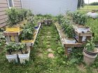 My pepper bucket garden – Reddit Post