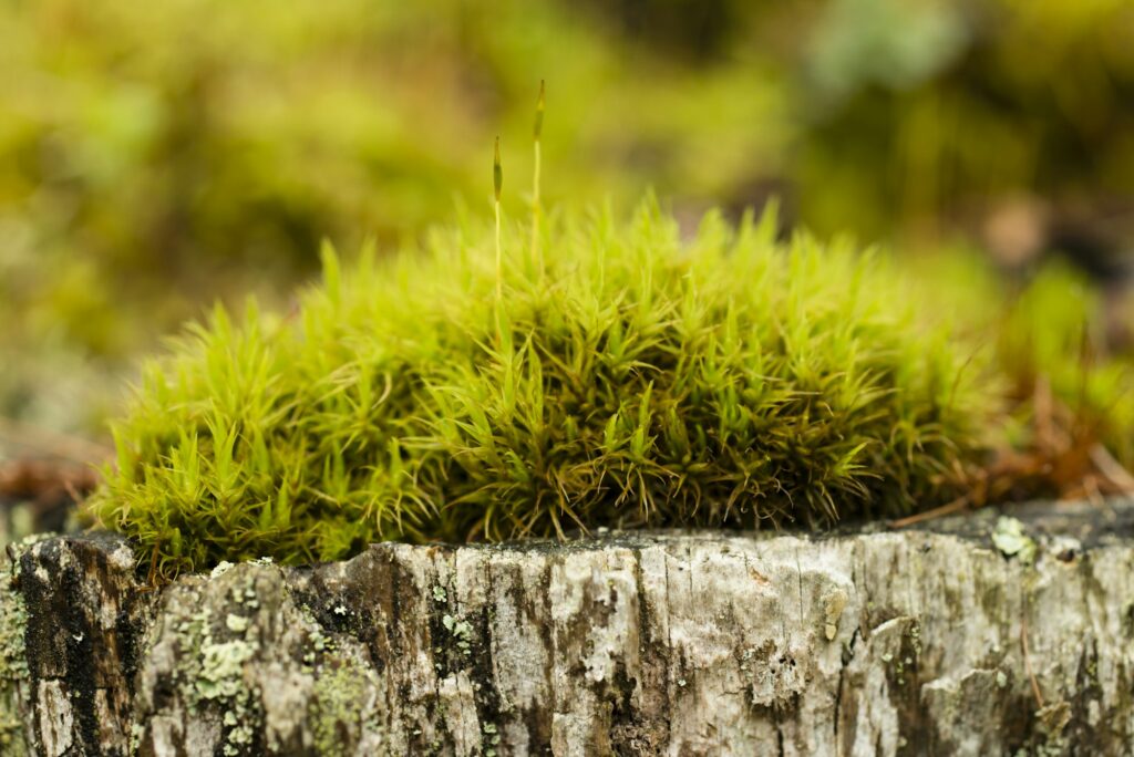 Close up of green moss undergrowth