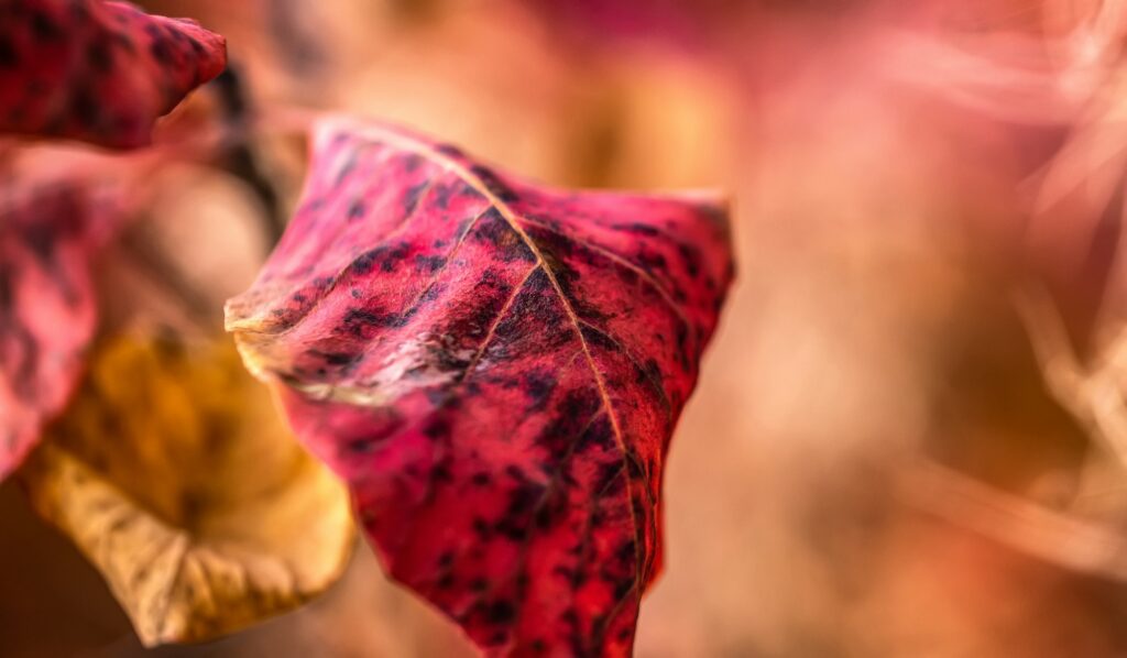 Close up view of spotted leaf