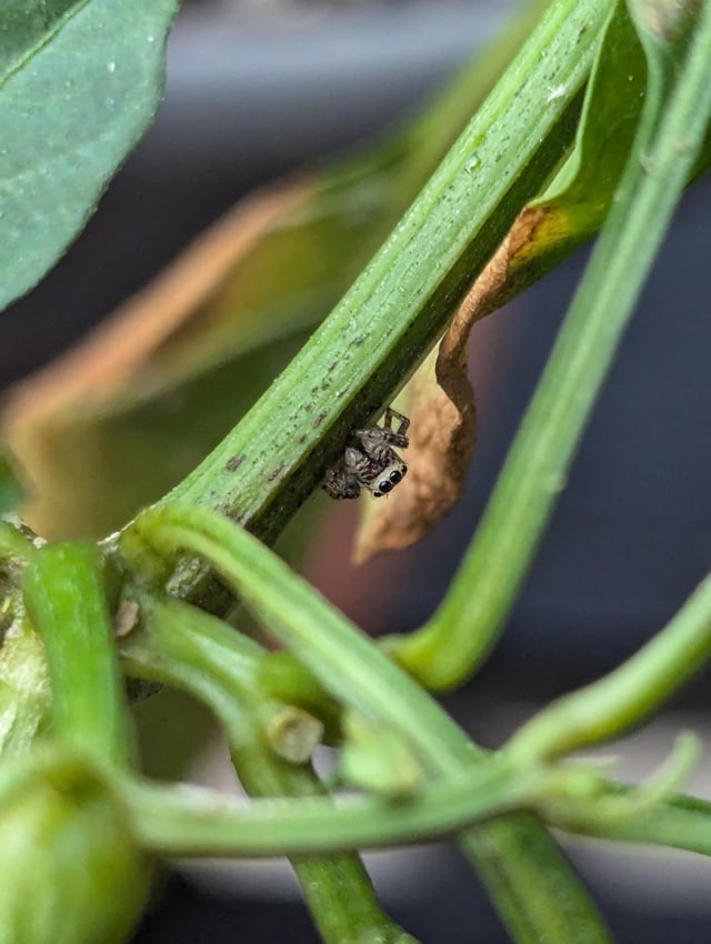 Found a friend while picking peppers. – Reddit Post