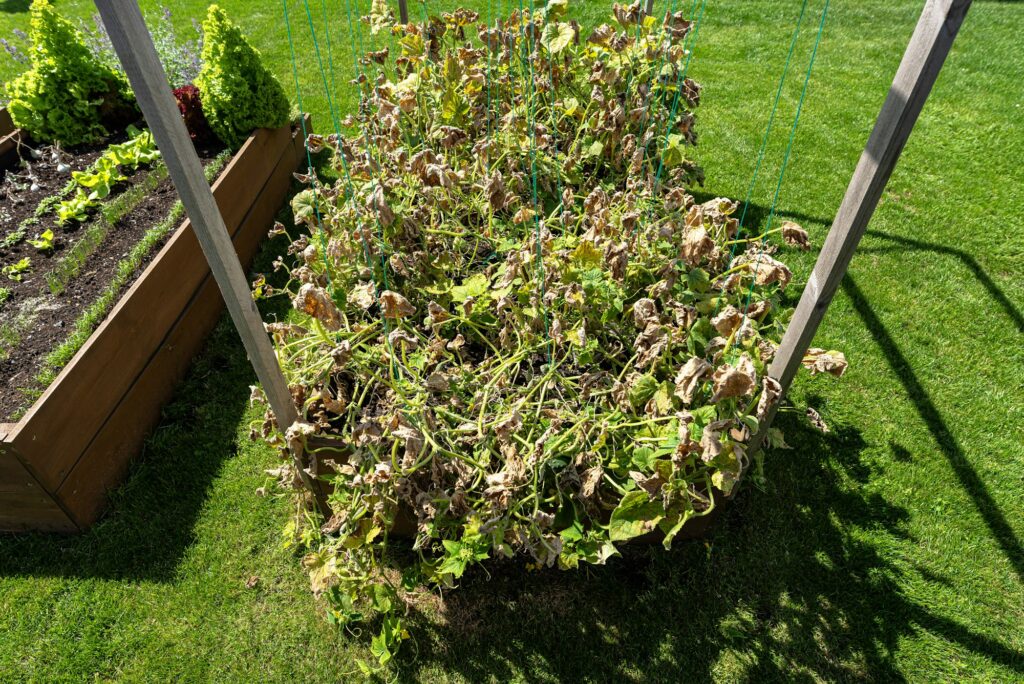 Cucumbers damaged by disease, dried and yellow leaves in home cultivation in Poland.