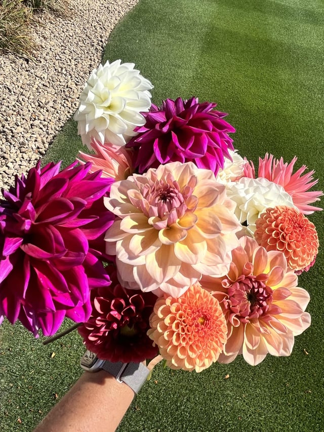 Some of the dahlias from this season – Reddit Post