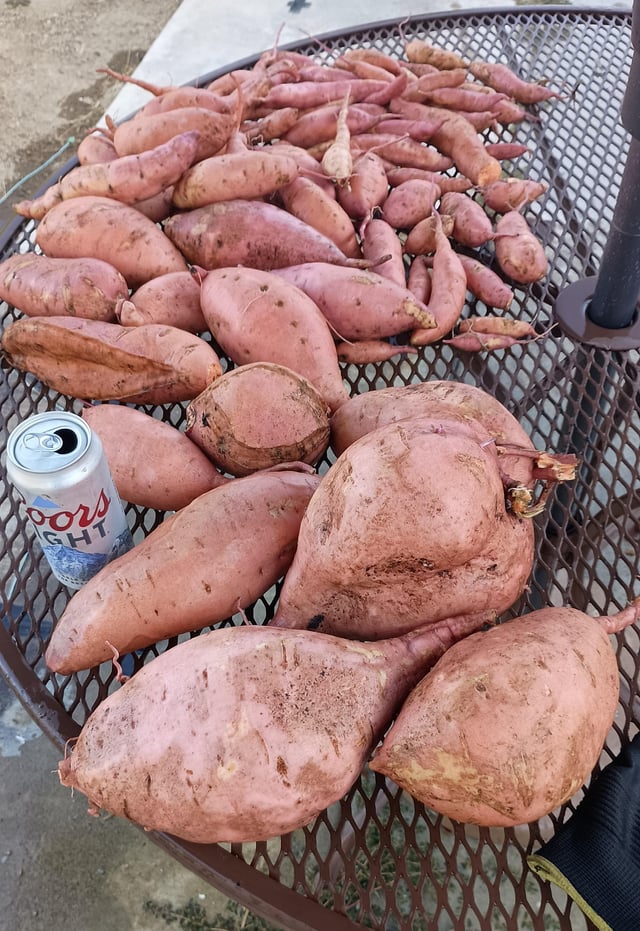 Managed to grow a couple pretty big sweet potatoes! Biggest one is 4lbs (1845g) – Reddit Post