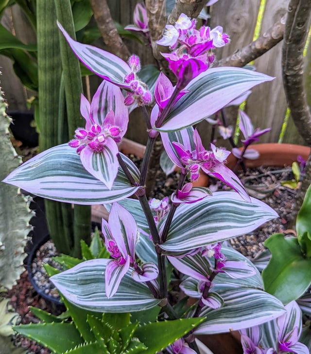 My Tradescantia Nanouk plant – Reddit Post