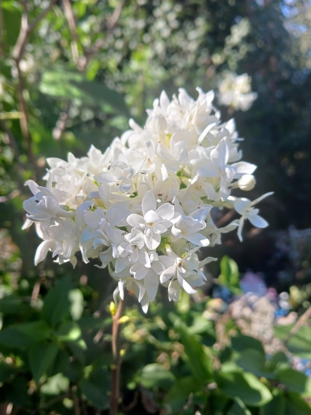 Lilac in bloom – Reddit Post