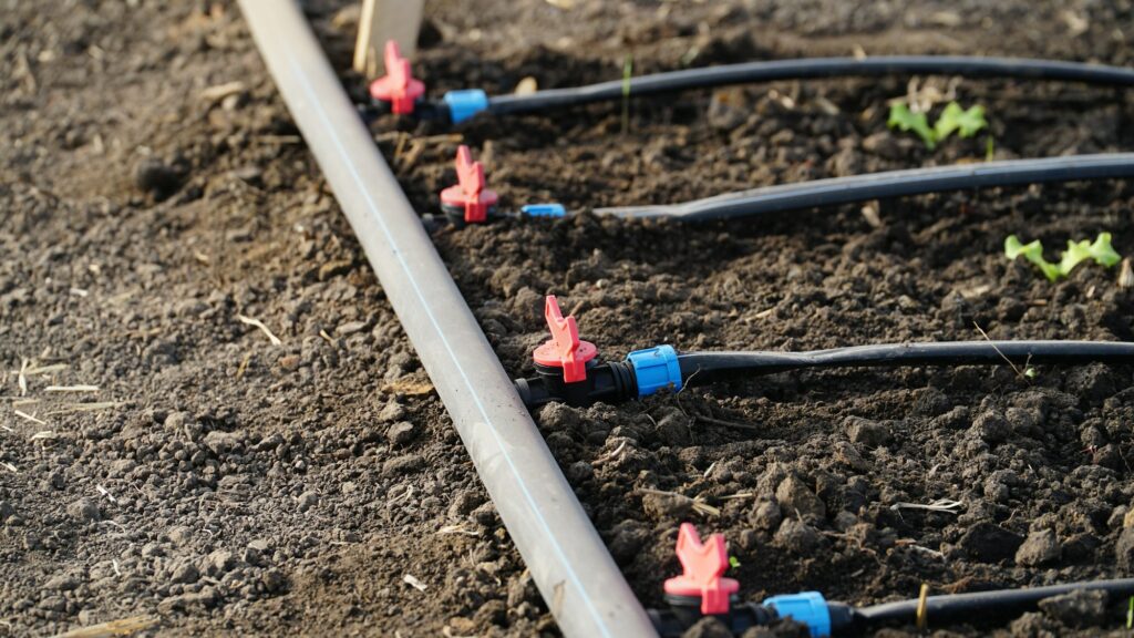 drip irrigation. Green seedlings growing in the drip system.