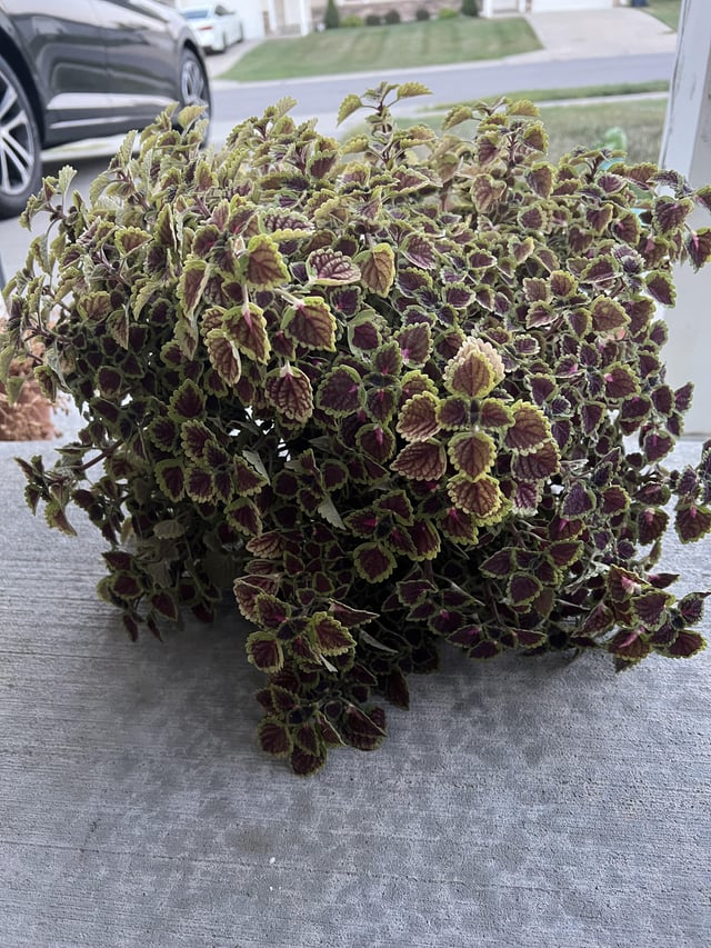 Overwintering a coleus? – Reddit Post