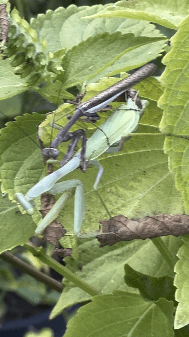 Sex in the garden – Reddit Post