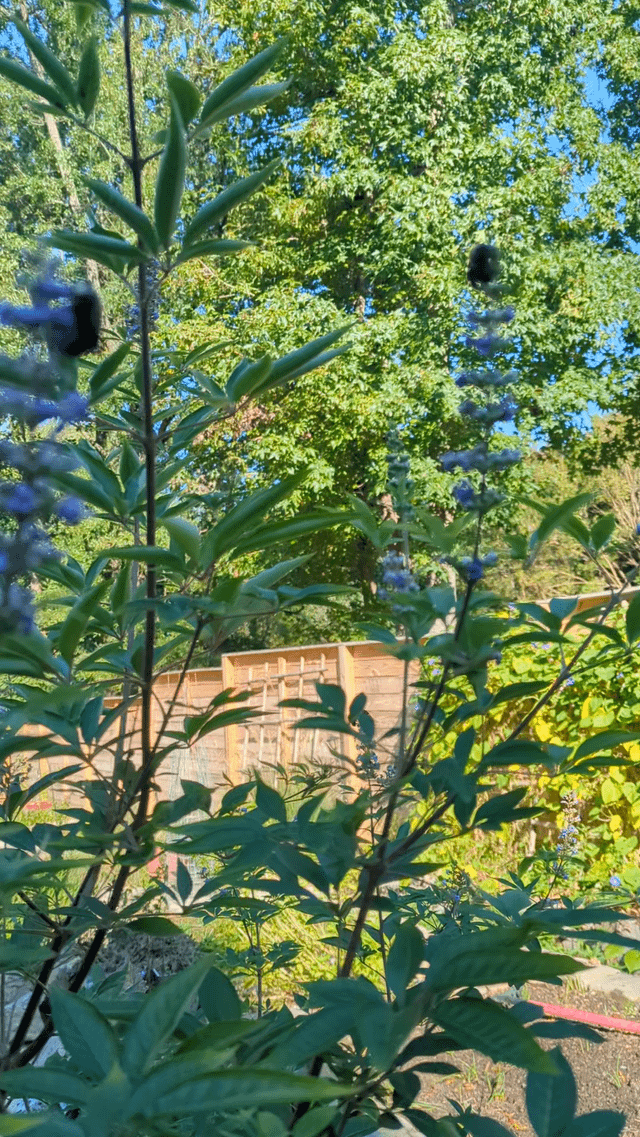 The carpenter bees love to snooze on my chaste tree. – Reddit Post