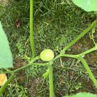 What the heck is growing in our garden? – Reddit Post