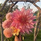 All the dahlias I grew this year! – Reddit Post