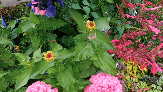 360° view of a cluster of different flowers. I like to put a few different plants in the same area . – Reddit Post