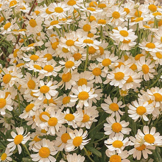 Daisies in my neighbor Nursery.. – Reddit Post