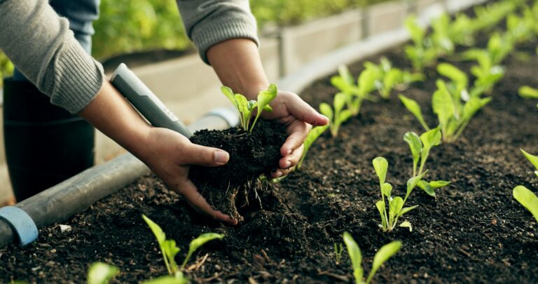 Farmer hands, plants and agriculture or fertilizer for sustainability, eco friendly farming and veg