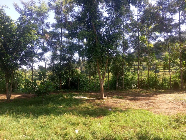 Today I planted my 120th avocado plant in a year – Reddit Post