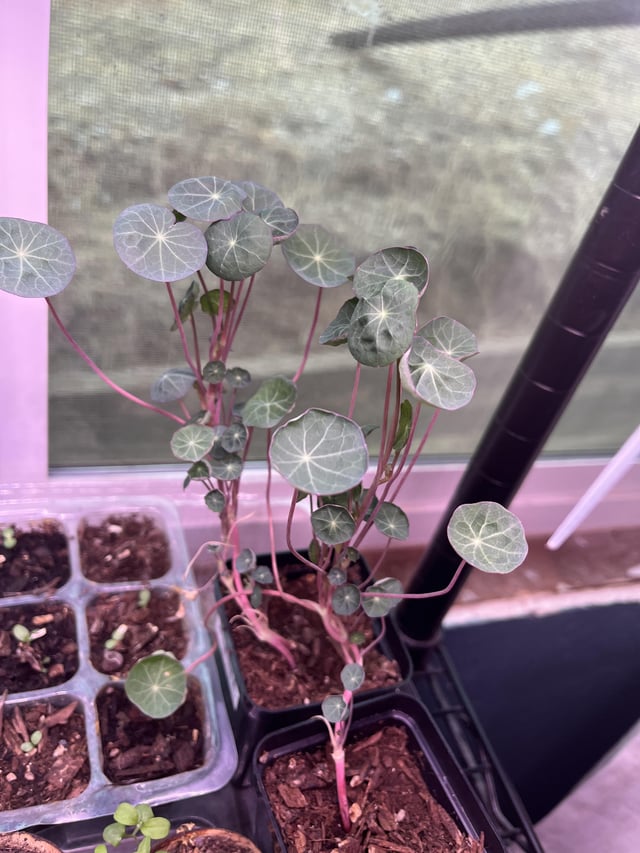 Why are these nasturtiums so small? – Reddit Post