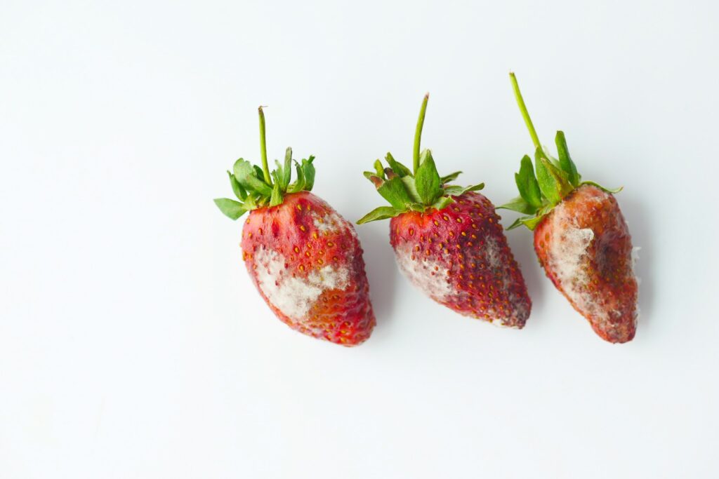 Gray Mold on strawberries on table ,