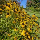 New to gardening, any advice? – Reddit Post