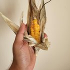 It’s corn!! – Reddit Post