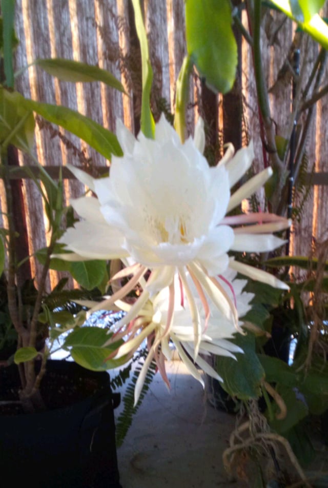 Double fun. Night blooming cereus still open now. – Reddit Post