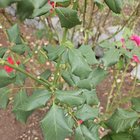 Rose leaves look weird – Reddit Post