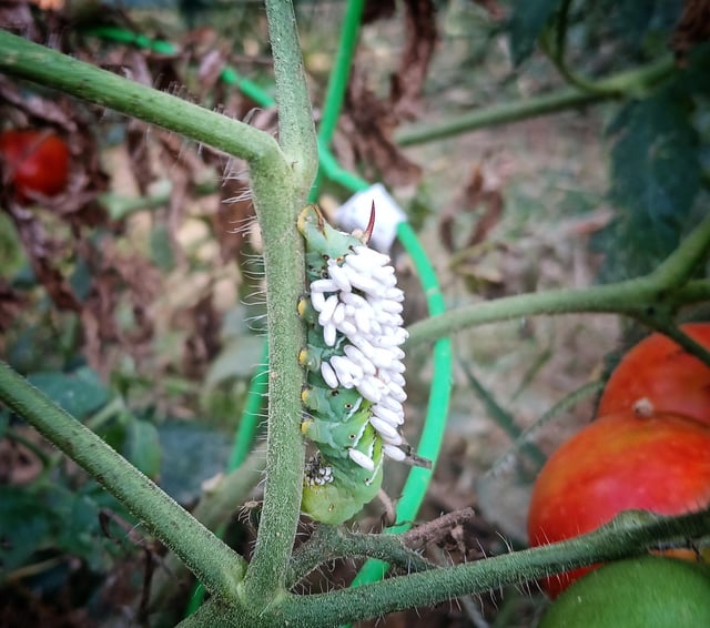 I just saw this on one of my tomato plants…freaky looking but now aware of what it is – Reddit Post