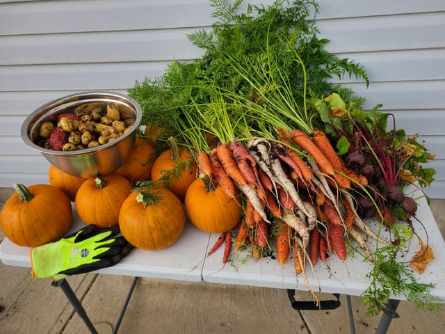 Beets, Carrots, Pumpkins, Potatoes. I’d have picked the peppers, tomatoes, and cucumbers as well but it started raining. The plan is to make most of this in to soups this weekend – Reddit Post