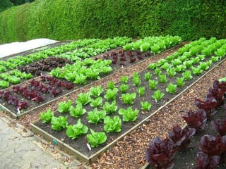 small garden. – Reddit Post