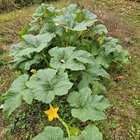 what is this? Things I’ve thrown in compost: varius summer squash, melon, watermelon, maybe zucchini. this has thin, easily pierceable skin like a zucchini texture. what to do? is it something I can eat? Will it need more time on the vine? – Reddit Post