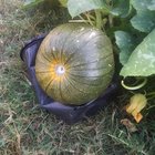 I have a total of 5 pumpkins growing so far this month! I’m super ecstatic right now! – Reddit Post