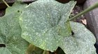 Help! Is my pumpkin sick? How do I treat this? – Reddit Post