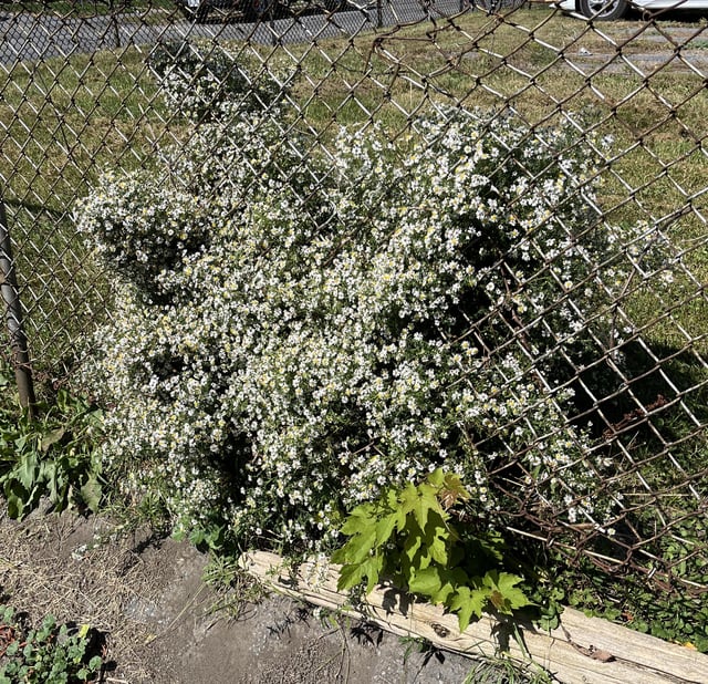 Ontario Canada, what is this and how can I spread it more? – Reddit Post