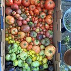 Tomatoe harvest – Reddit Post