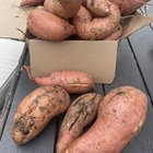 Beauregard sweet potatoes 6B – Reddit Post