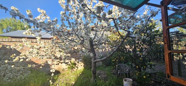 Cherry tree is in full bloom. – Reddit Post