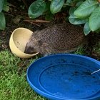 Remember the hedgehog that visited the greenhouse? Maybe you do, maybe you don’t… It got babies. – Reddit Post