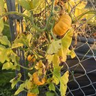 Jack Be Littles orange enough? – Reddit Post